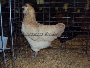 SC District 2014 Junior BV Blue Wheaten Pullet